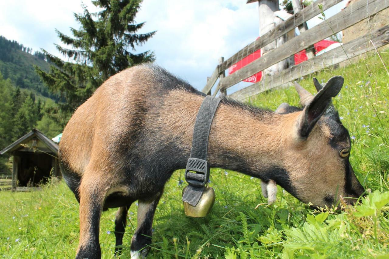 Schladminger Tauern * Haus im Ennstal